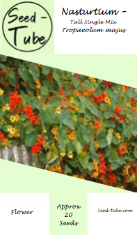 Nasturtium - Tall Single Flowered Mixed Seeds in a Seedlings Tube