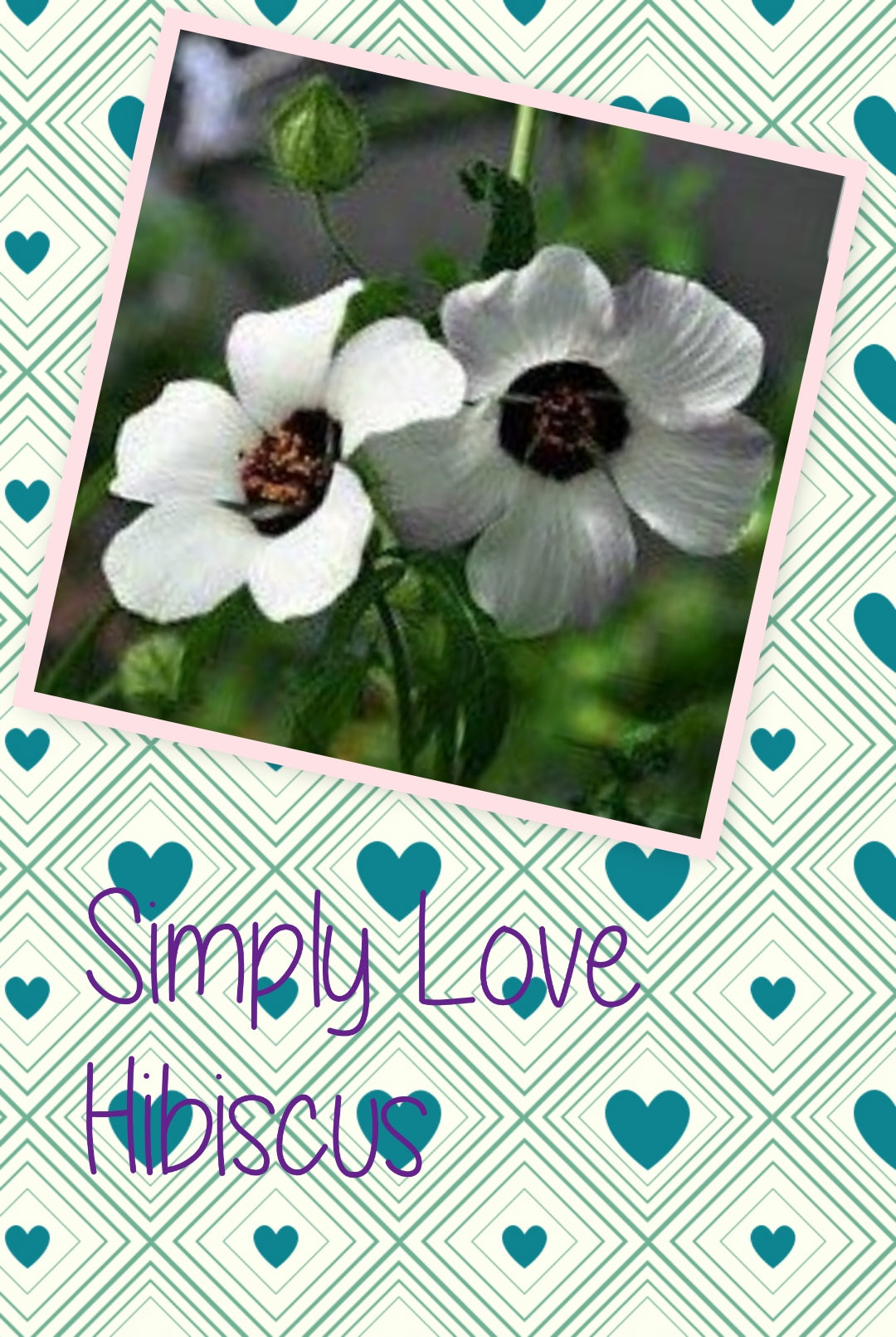 Hibiscus - Simply Love Seeds