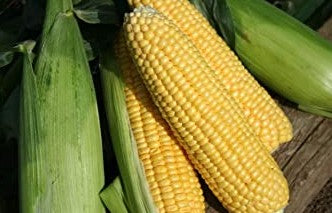 Sweetcorn – F1 Earliking