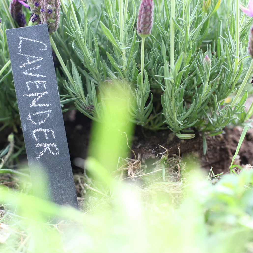 Vegetable Seeds and Slate Markers Gift Set