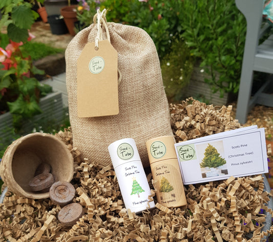 Grow Your Own Christmas Tree Seeds