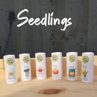 Seedlings Tube - Tomato Red Berry