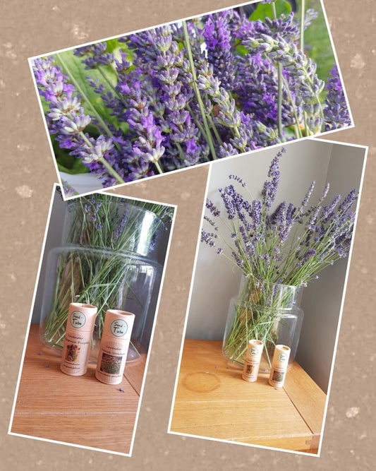 Grow Your Own Lavender - Gift Set