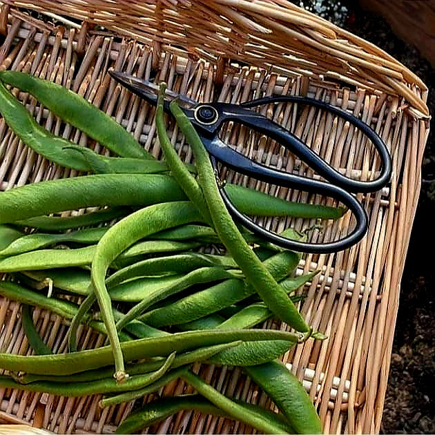 Flower & Herb Basket- Willow