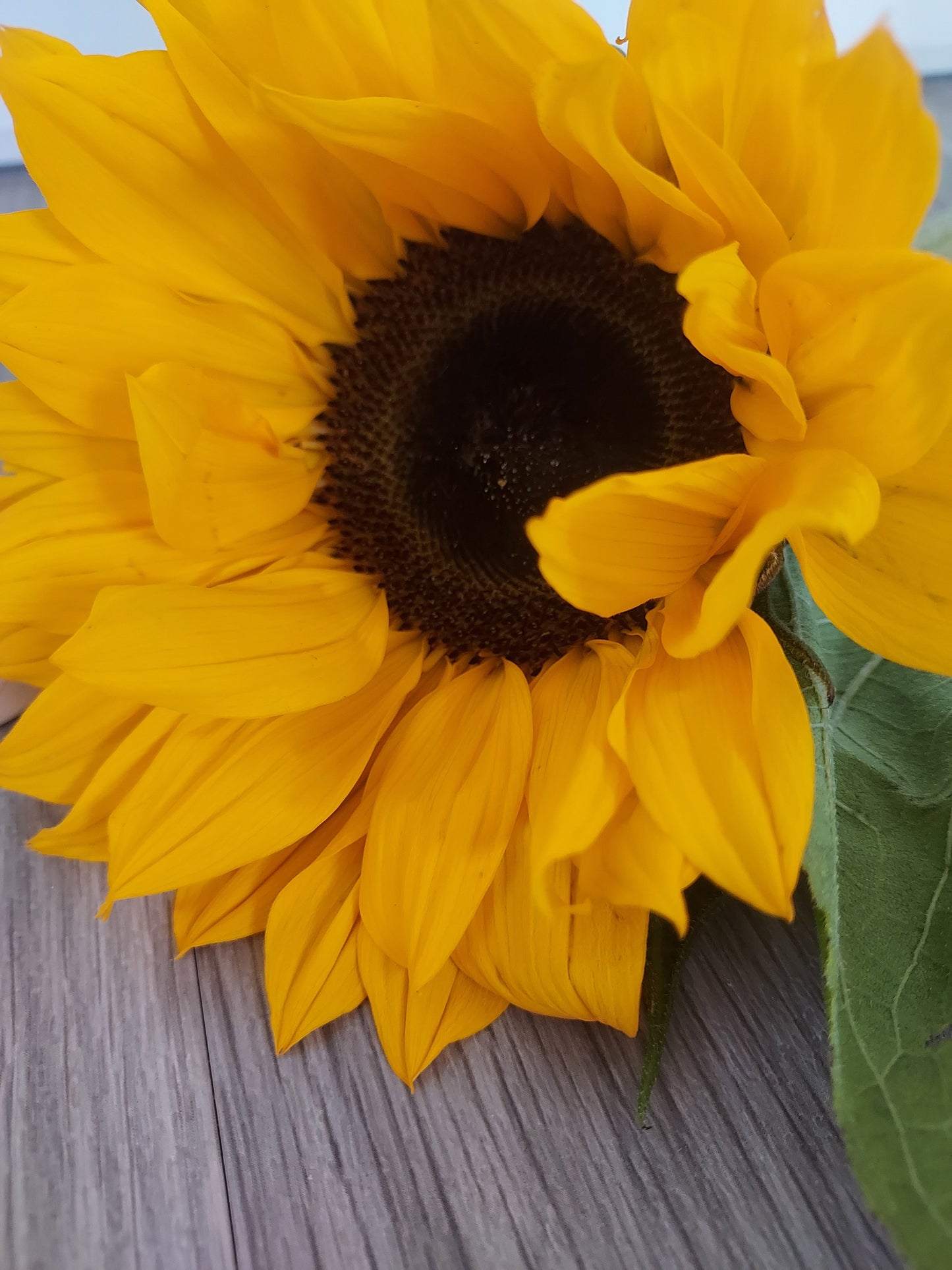 Handmade knitted Sunflower Brooch